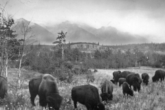 ThenE-WMCR-IMG_0280_Banff_bison-960by700