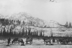 ThenE-_JYMA-84-Jasper_Pyramid_Mtn_Elk-960by640