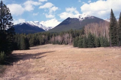 Johnson Lake meadows-2003