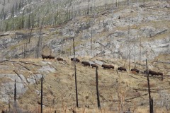 Bison-Red-Deer-valley-lowres Bison-Red-Deer-valley-lowres