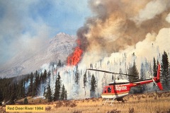 Disaster Prescription 4: Meadow Burns