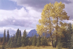 Dying Aspen Sawback Range 1950s
