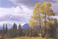 Dying Aspen Sawback Range 1950s