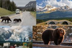 Bear-Highway-Fire-collage-scaled