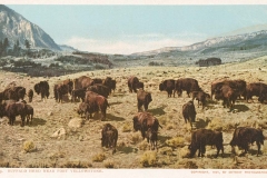Fort Yellowstone Buffalo Herd-c1910