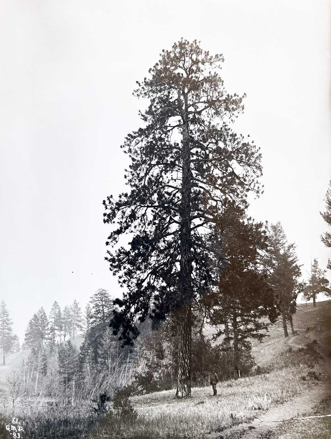 1883-lowres-NAC-PA196655-BullR-Pine-lowres