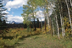 Sawback Aspen Exclosure, 2000