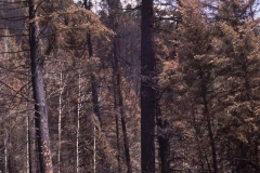 Sawback Range at Muleshoe-1993