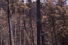 Sawback Range at Muleshoe-1993