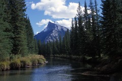 Disaster Prescription 3? Transition Shrublands to Conifer