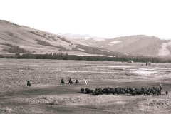 ThenE-NPS-YELL-27818vers2-Upper Lamar bison roundup-960x640