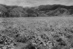West slopes Bridger Mountains c 1910