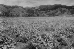 West slopes Bridger Mountains c 1910